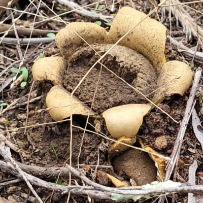 Scleroderma sp. (Scleroderma) at Stromlo, ACT - 11 Apr 2022 by trevorpreston