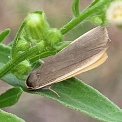 Palaeosia undescribed species at Piney Ridge - 11 Apr 2022 by trevorpreston