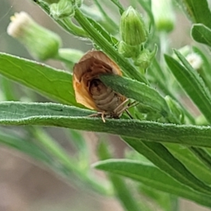 Palaeosia undescribed species at Stromlo, ACT - 11 Apr 2022