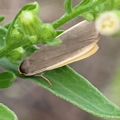 Palaeosia undescribed species at Stromlo, ACT - 11 Apr 2022