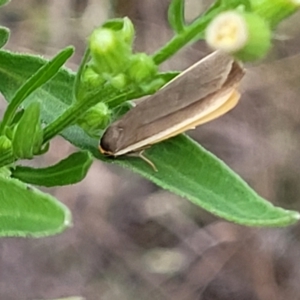 Palaeosia undescribed species at Stromlo, ACT - 11 Apr 2022