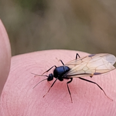 Formicidae (family) (Unidentified ant) at Piney Ridge - 11 Apr 2022 by trevorpreston