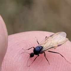 Formicidae (family) at Stromlo, ACT - 11 Apr 2022