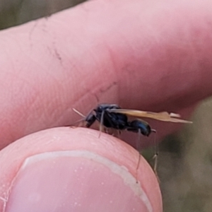 Formicidae (family) at Stromlo, ACT - 11 Apr 2022