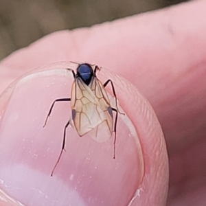 Formicidae (family) at Stromlo, ACT - 11 Apr 2022