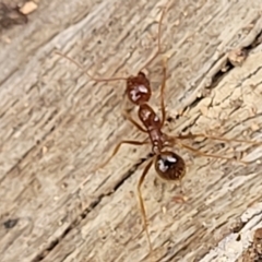 Aphaenogaster longiceps (Funnel ant) at Stromlo, ACT - 11 Apr 2022 by trevorpreston