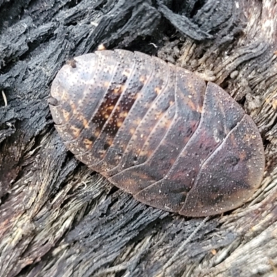Laxta granicollis (Common bark or trilobite cockroach) at Block 402 - 11 Apr 2022 by trevorpreston