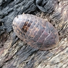 Laxta granicollis at Molonglo Valley, ACT - 11 Apr 2022 03:30 PM