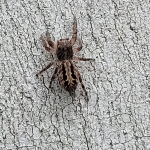 Sandalodes superbus at Molonglo Valley, ACT - 11 Apr 2022 03:33 PM