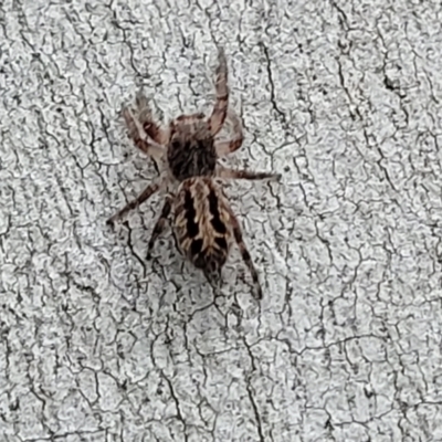 Sandalodes superbus (Ludicra Jumping Spider) at Molonglo Valley, ACT - 11 Apr 2022 by trevorpreston