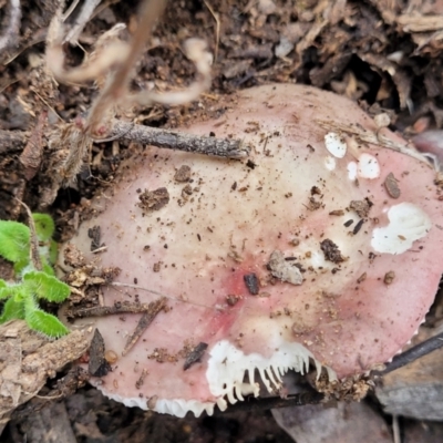 Russula sp. (Russula) at Block 402 - 11 Apr 2022 by trevorpreston