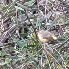 Acanthiza reguloides (Buff-rumped Thornbill) at Piney Ridge - 11 Apr 2022 by trevorpreston