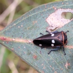 Eurymela fenestrata (Gum tree leafhopper) at Denman Prospect 2 Estate Deferred Area (Block 12) - 11 Apr 2022 by trevorpreston