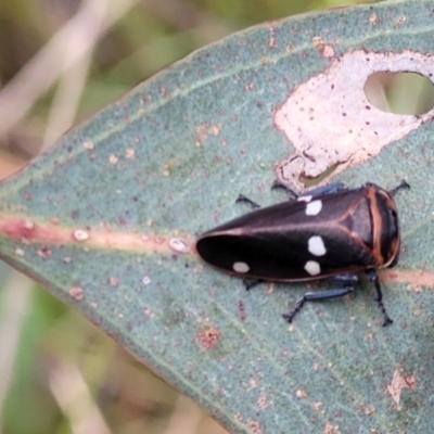 Eurymela fenestrata (Gum tree leafhopper) at Molonglo Valley, ACT - 11 Apr 2022 by trevorpreston