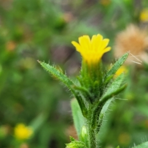 Dittrichia graveolens at Molonglo Valley, ACT - 11 Apr 2022 03:55 PM