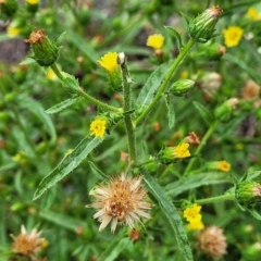 Dittrichia graveolens at Molonglo Valley, ACT - 11 Apr 2022 03:55 PM