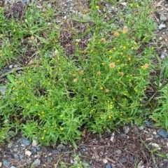 Dittrichia graveolens at Molonglo Valley, ACT - 11 Apr 2022 03:55 PM