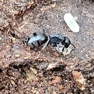 Polyrhachis sp. (genus) at Molonglo Valley, ACT - 11 Apr 2022