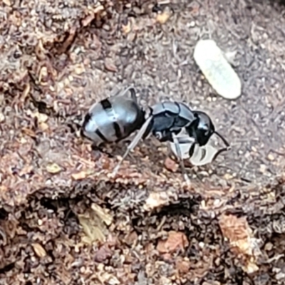 Polyrhachis sp. (genus) (A spiny ant) at Molonglo Valley, ACT - 11 Apr 2022 by trevorpreston