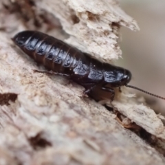 Panesthia australis (Common wood cockroach) at Murrumbateman, NSW - 11 Apr 2022 by SimoneC