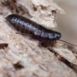 Panesthia australis at Murrumbateman, NSW - 11 Apr 2022