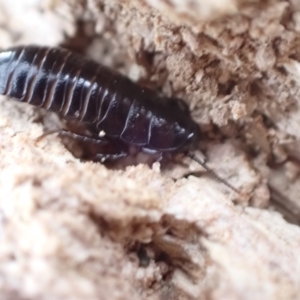 Panesthia australis at Murrumbateman, NSW - 11 Apr 2022