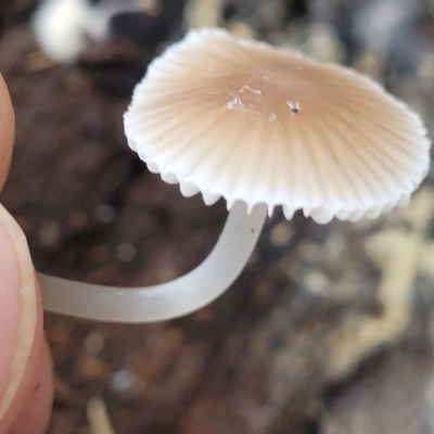 Mycena sp. (Mycena) at Piney Ridge - 11 Apr 2022 by trevorpreston