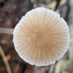 Mycena sp. at Stromlo, ACT - 11 Apr 2022 03:08 PM