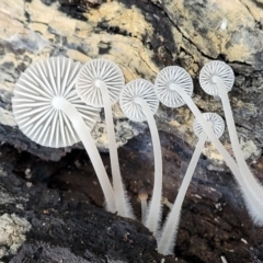 Mycena sp. at Stromlo, ACT - 11 Apr 2022