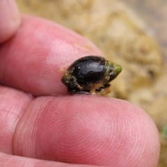 Physa acuta (European physa, Left-handed pondsnail) at Block 402 - 11 Apr 2022 by trevorpreston