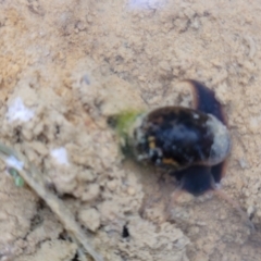 Physa acuta at Molonglo Valley, ACT - 11 Apr 2022