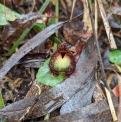 Corysanthes hispida (Bristly Helmet Orchid) at Tidbinbilla Nature Reserve - 10 Apr 2022 by Rebeccajgee
