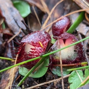 Corysanthes hispida at Paddys River, ACT - 10 Apr 2022