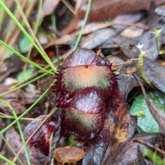 Corysanthes hispida at Paddys River, ACT - 10 Apr 2022