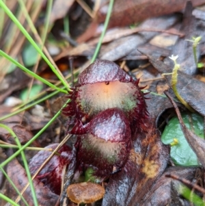 Corysanthes hispida at Paddys River, ACT - suppressed