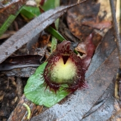 Corysanthes hispida at Paddys River, ACT - suppressed