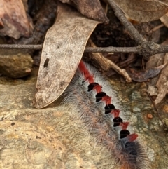 Trichiocercus sparshalli (Sparshall's Moth) at Paddys River, ACT - 10 Apr 2022 by Rebeccajgee