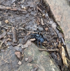 Unidentified Spider (Araneae) (TBC) at Tidbinbilla Nature Reserve - 10 Apr 2022 by Rebeccajgee