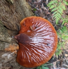 Fistulina sp. (A Beefsteak fungus) at Tidbinbilla Nature Reserve - 10 Apr 2022 by Rebeccajgee