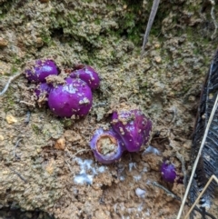 Cortinarius archeri s.l. (Emperor Cortinar) at Paddys River, ACT - 10 Apr 2022 by Rebeccajgee