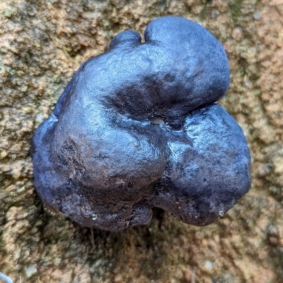 Unverified Fungus at Paddys River, ACT - 10 Apr 2022 by Rebeccajgee