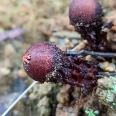 Calostoma fuscum (Common Prettymouth) at Tidbinbilla Nature Reserve - 10 Apr 2022 by Rebeccajgee