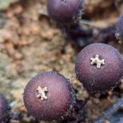 Calostoma fuscum at Paddys River, ACT - 10 Apr 2022