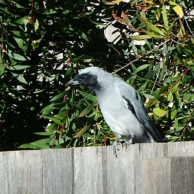 Coracina novaehollandiae (Black-faced Cuckooshrike) at Hackett, ACT - 10 Apr 2022 by UserYYUcWrIf