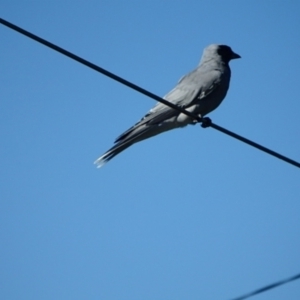 Coracina novaehollandiae at Hackett, ACT - 11 Apr 2022