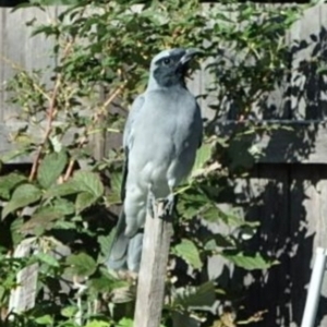 Coracina novaehollandiae at Hackett, ACT - suppressed