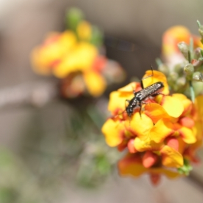 Eleale sp. (genus) (Clerid beetle) at QPRC LGA - 6 Nov 2021 by natureguy