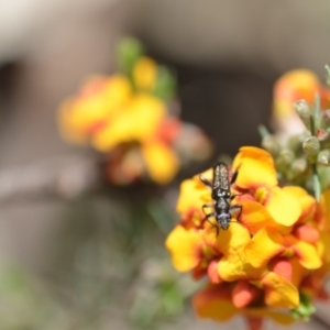 Eleale sp. (genus) at Wamboin, NSW - 6 Nov 2021