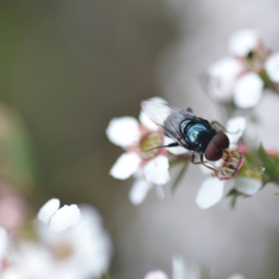 Unidentified True fly (Diptera) at Wamboin, NSW - 6 Nov 2021 by natureguy