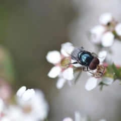 Unidentified True fly (Diptera) (TBC) at Wamboin, NSW - 6 Nov 2021 by natureguy